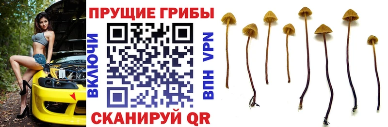 Купить закладки  Бийск  Галлюциногенные грибы MAGIC MUSHROOMS 